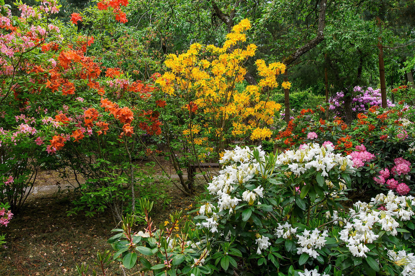 Rhododendrons