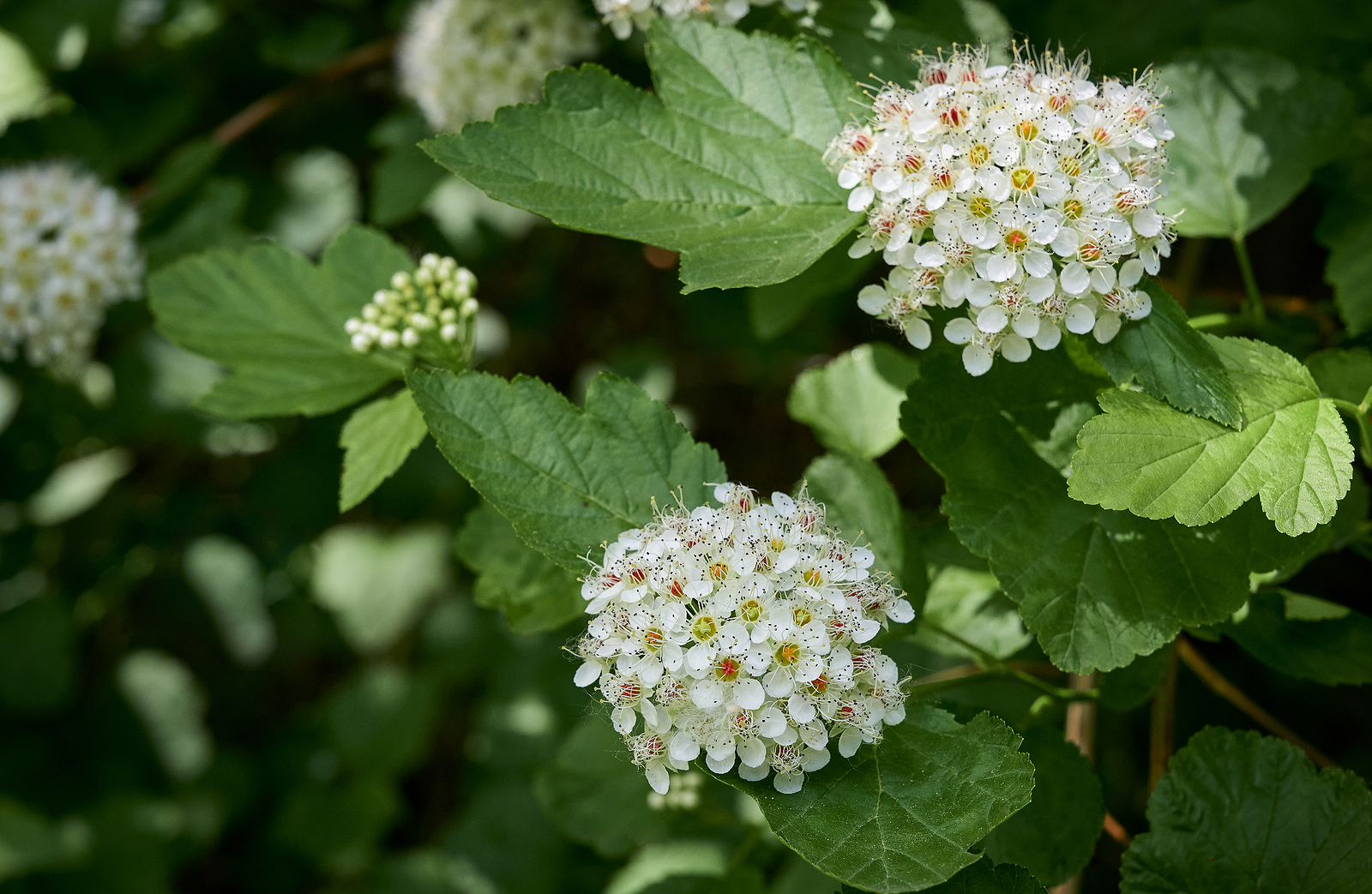 Spiraea