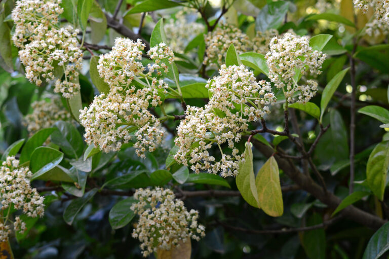 Viburnum opulus