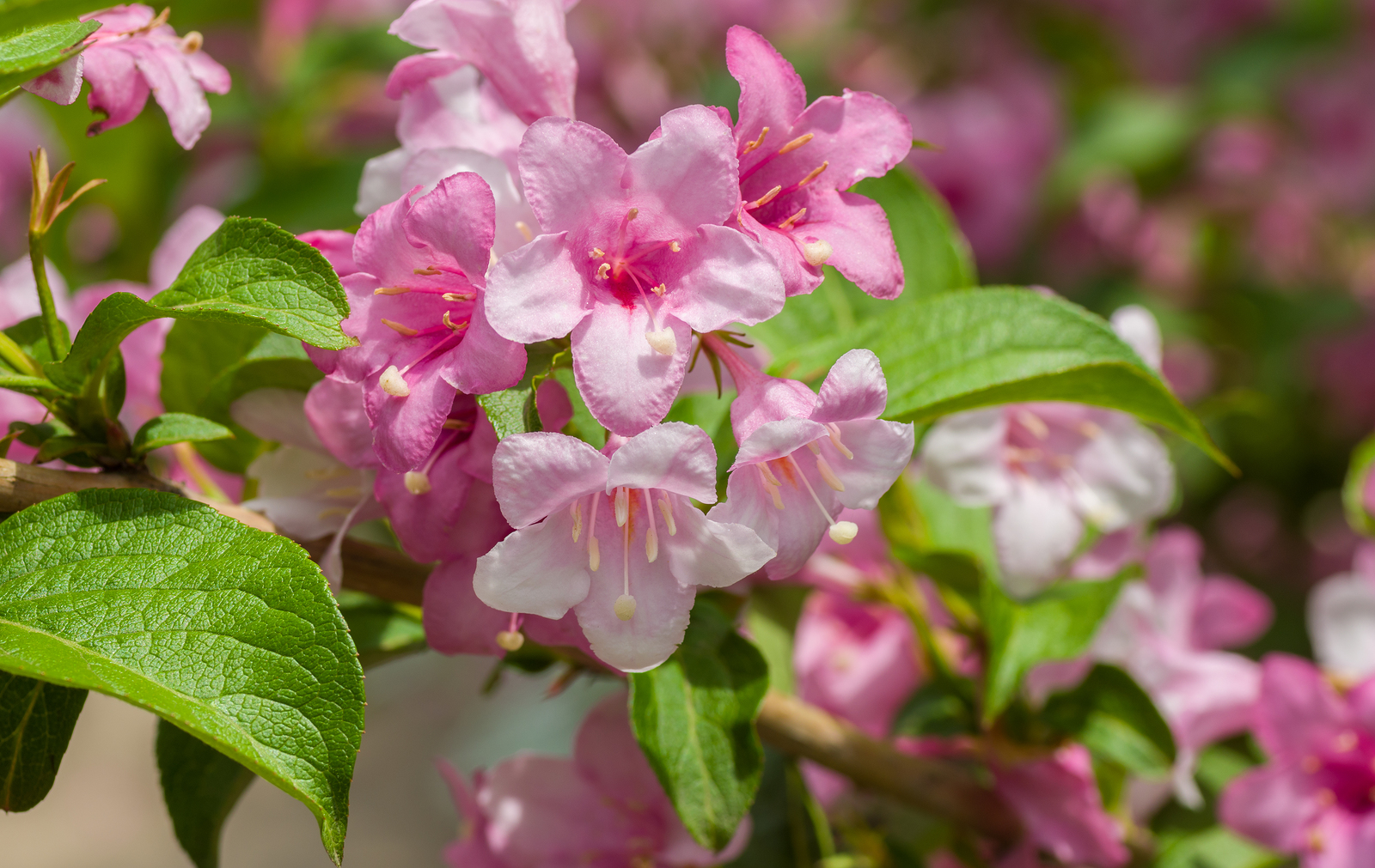 How to Grow Weigela Harvest to Table