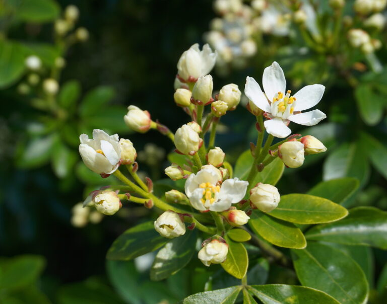 Choisya flowers