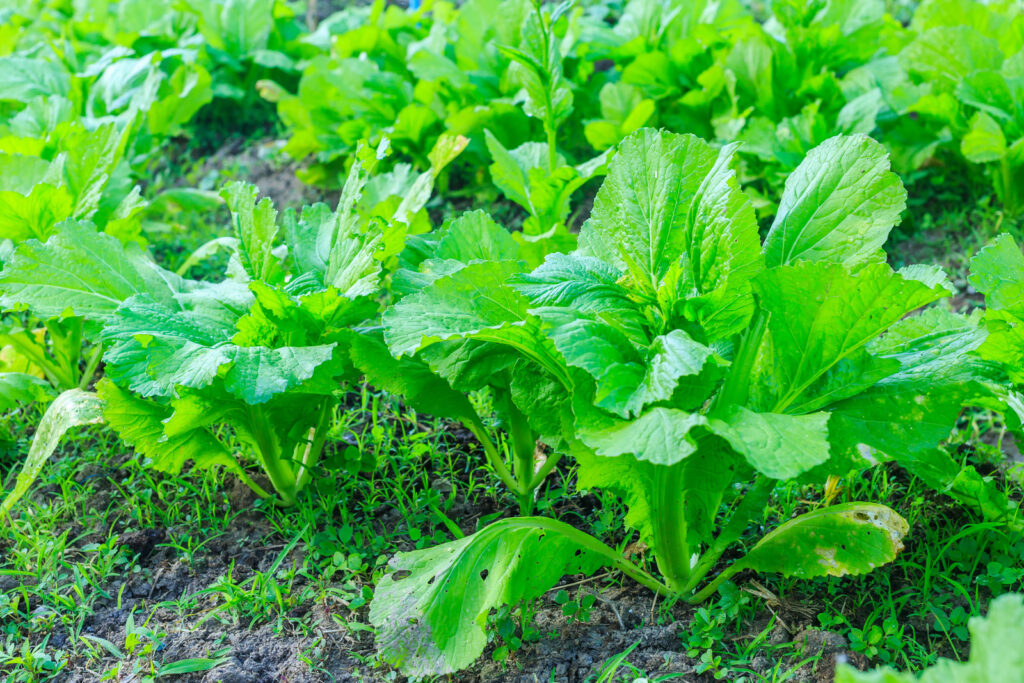 Siberian kale