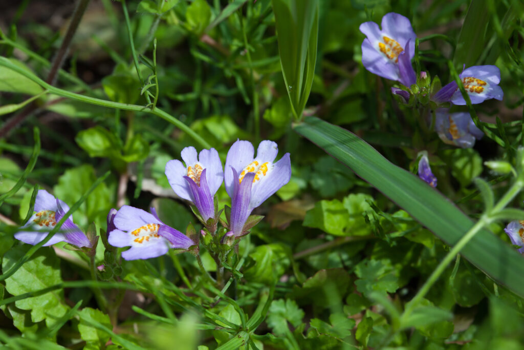 How to Grow Mazus - Harvest to Table