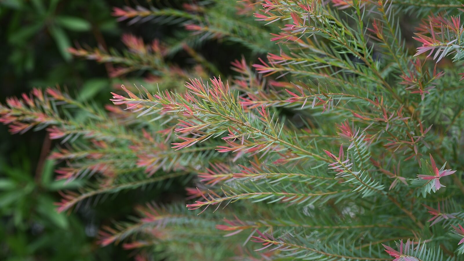How to Grow Laburnum - Golden Chain Tree - Harvest to Table