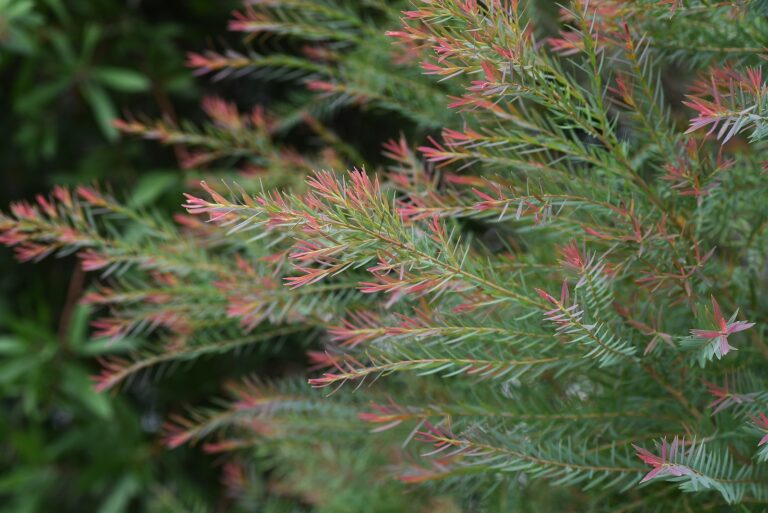Melaleuca foliage