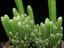 Acanthocereus