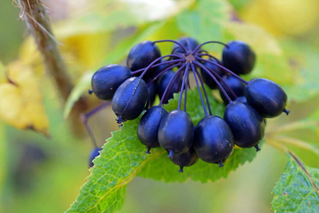 Berries of Acanthopanax senticosus