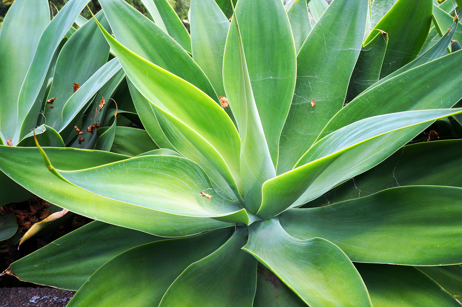 Growing Succulents Indoors Ten Most Important Tips