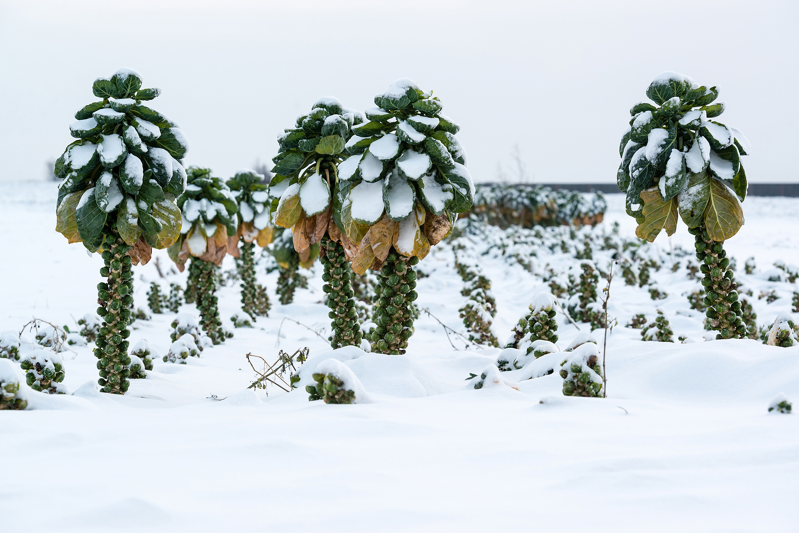 Brussels sprouts in winter