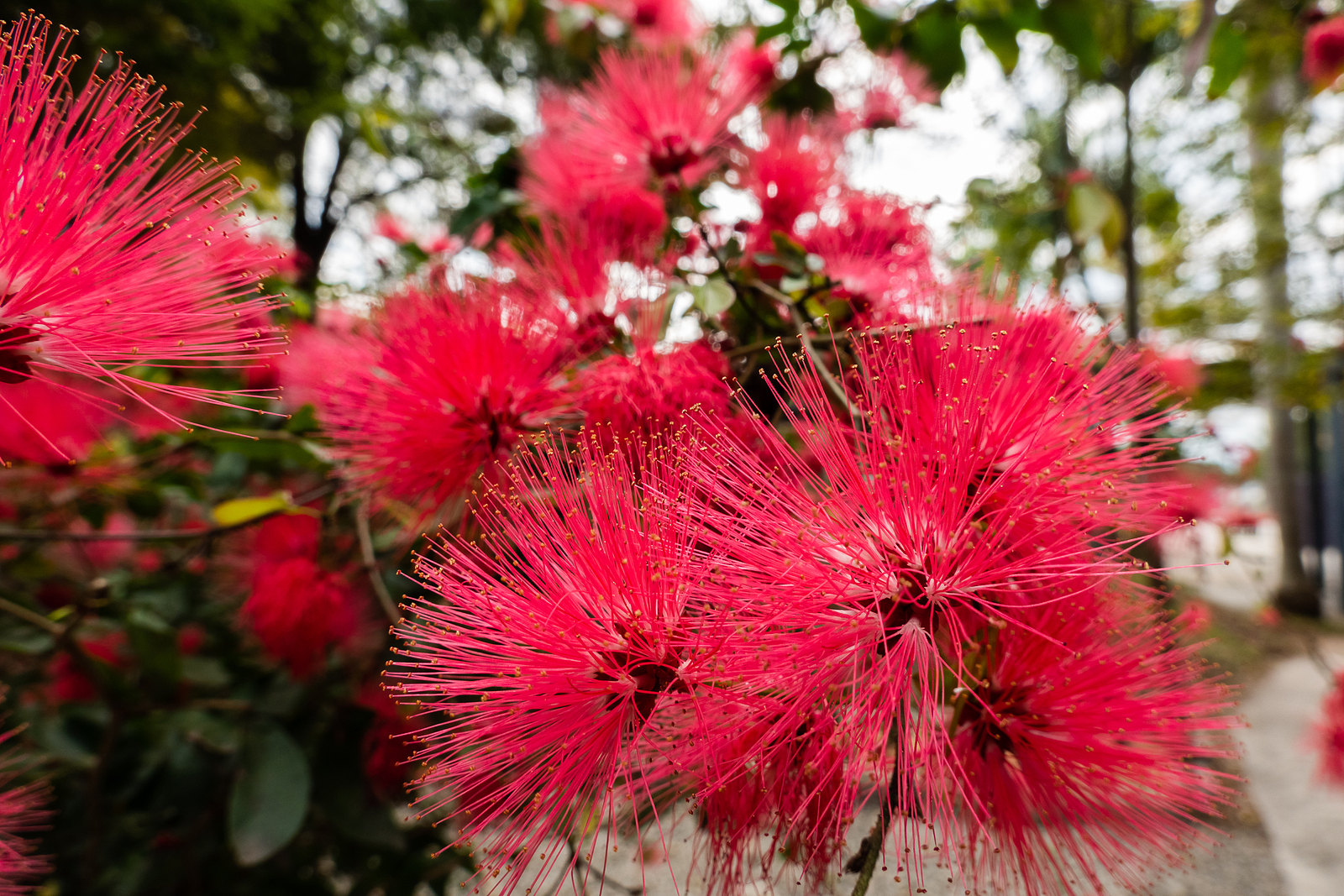 Calliandra