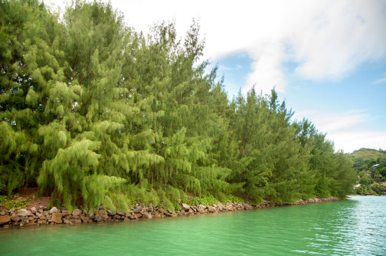Casuarina