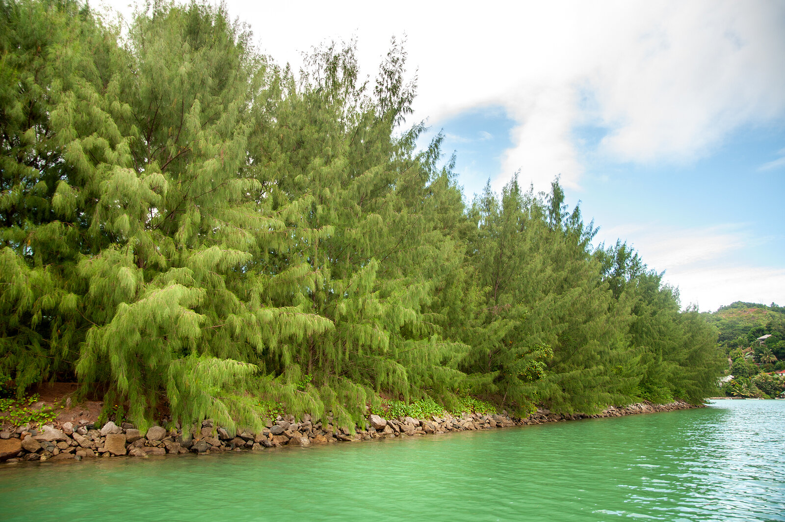 Casuarina