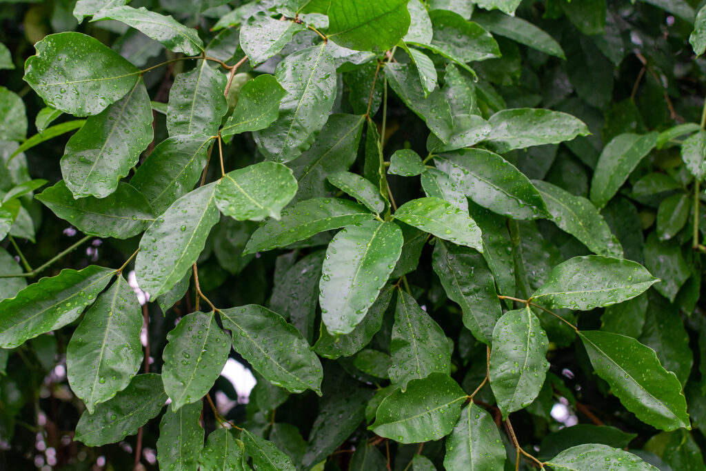 The leaves of the green Indonesian cinnamon tree