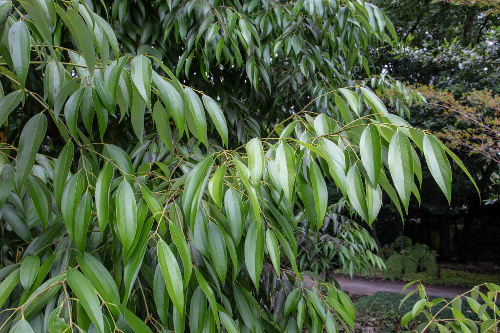 Cinnamomum verum