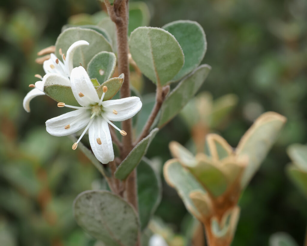 Correa flower and leaves