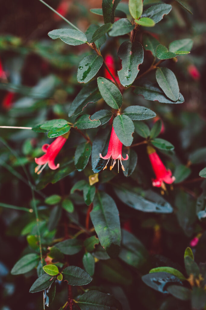 Correa, called Australian fuchsia