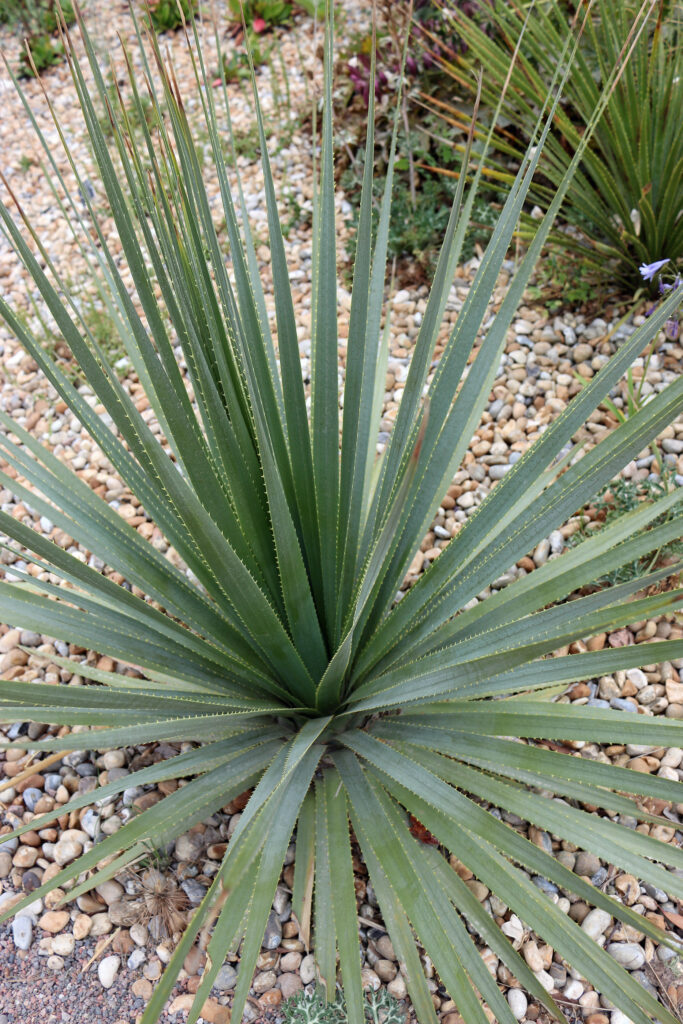 Desert spoon plant, Dasylirion wheeleri, rosette of leaves