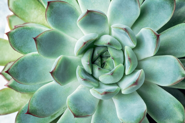 Echeveria species