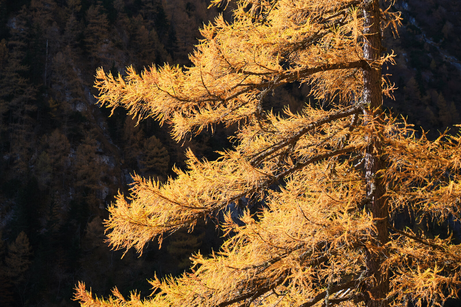 Larix Fall How to Grow Larix - Larch - Harvest to Table