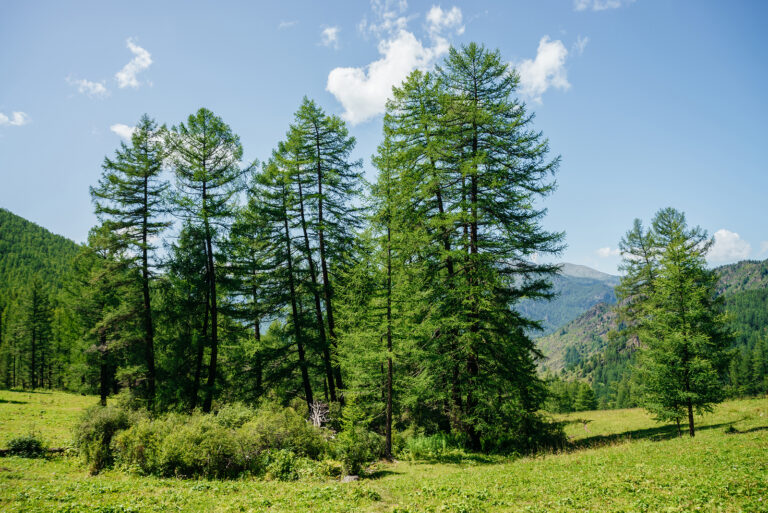 Larch