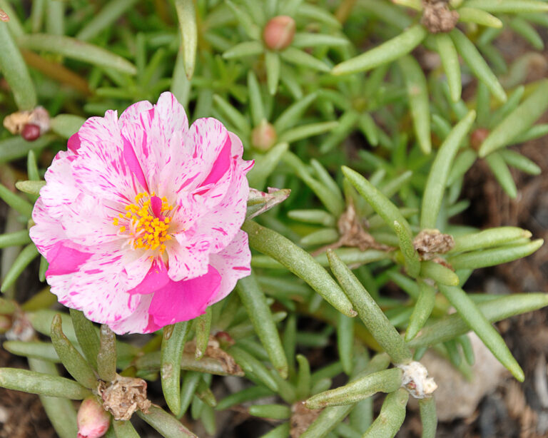 Mesembryanthemum-