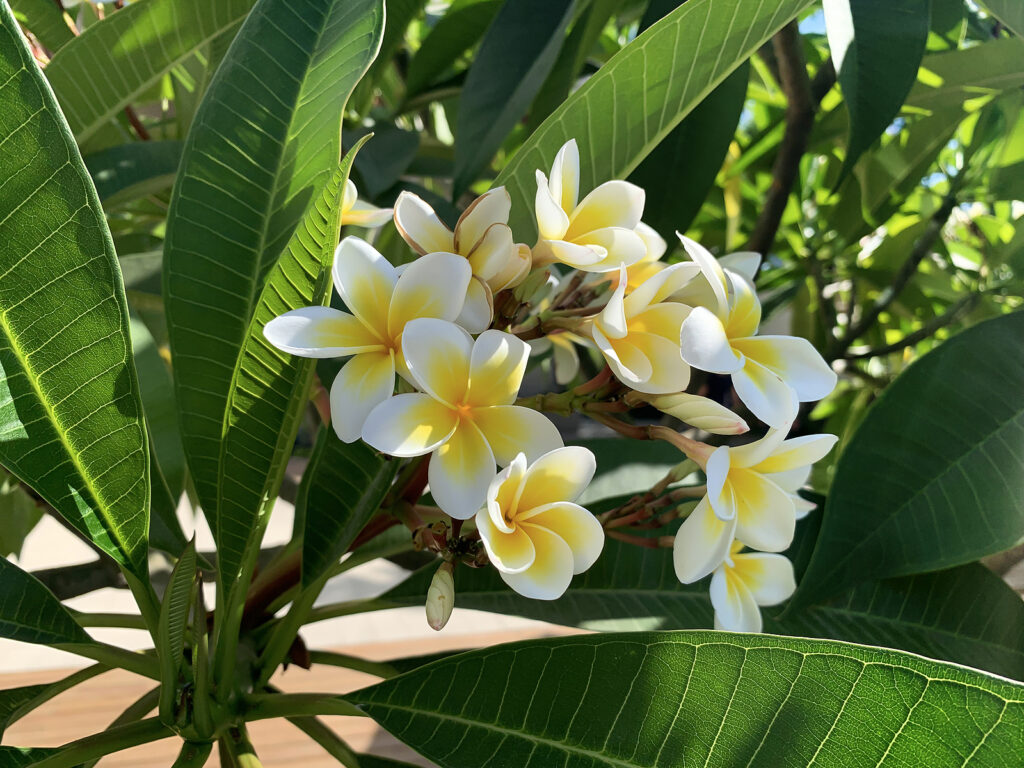 Plumeria in garden