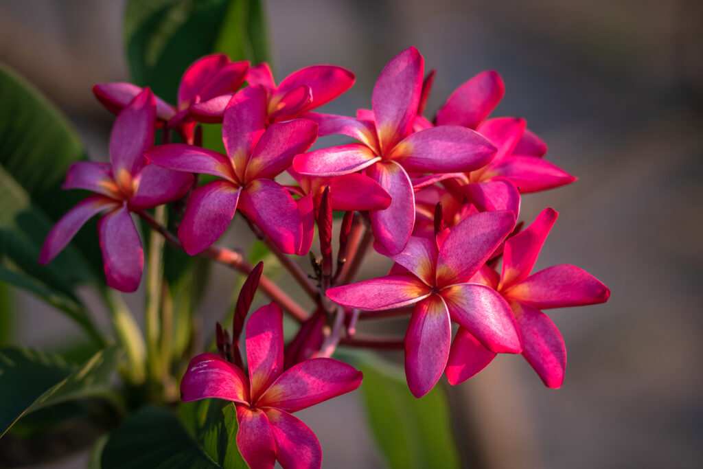 Plumeria