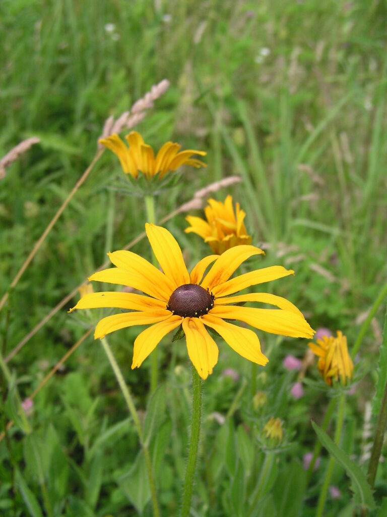 Ratibida, commonly called prairie coneflower