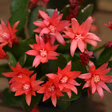 Rhipsalidopsis