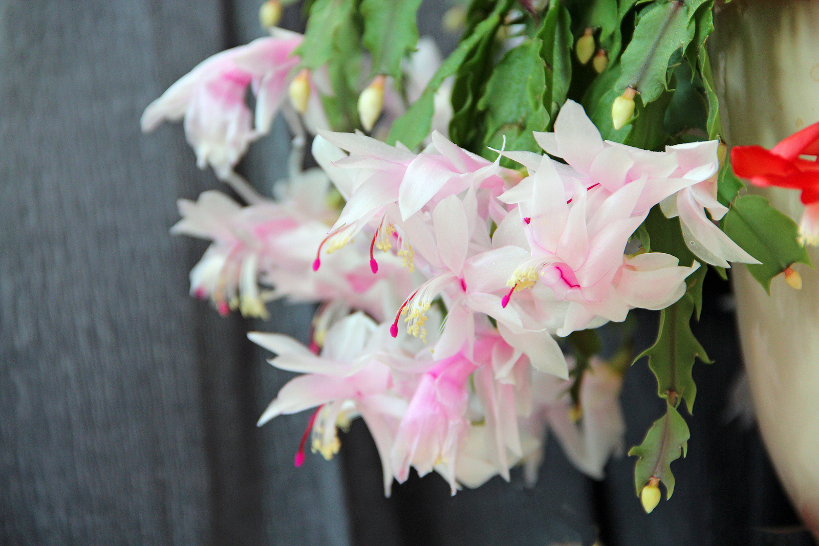 Schlumbergera