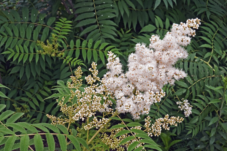 Sorbaria