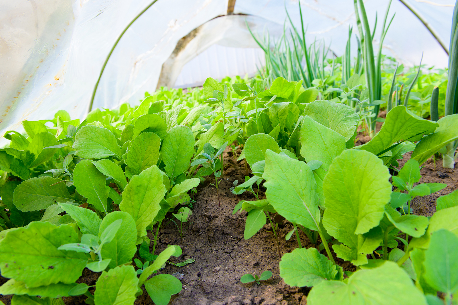 Winter salad crops under plastic tunnel