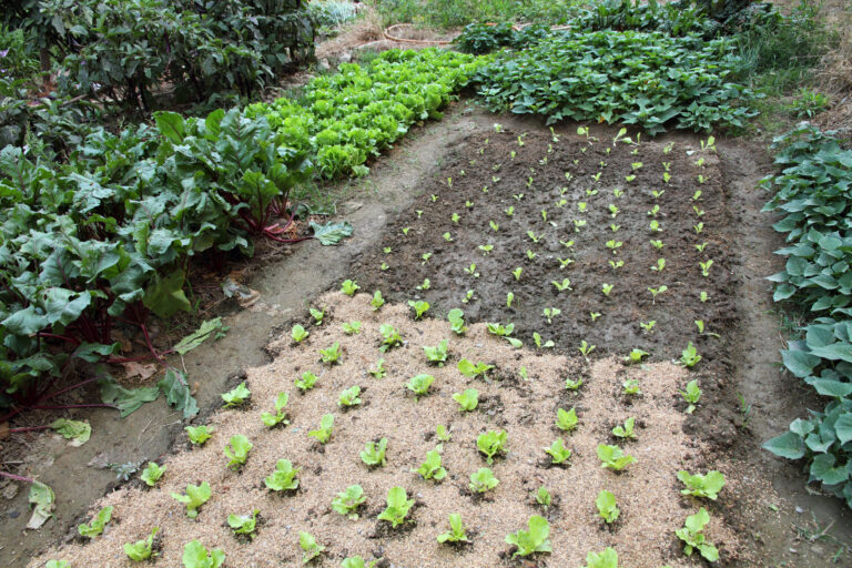Home garden