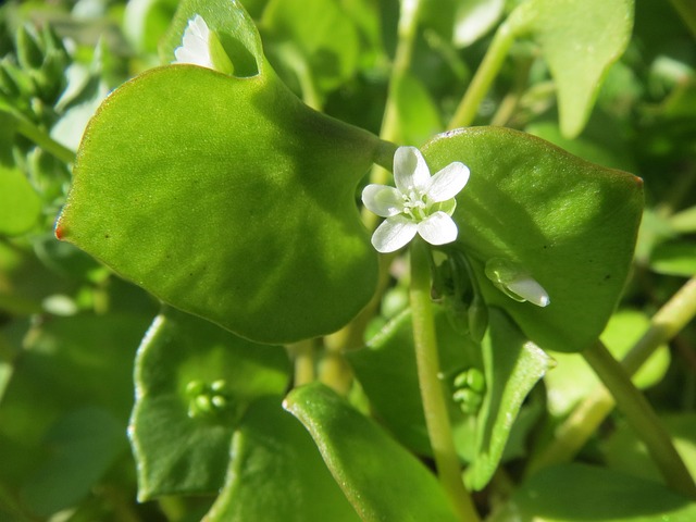 Claytonia
