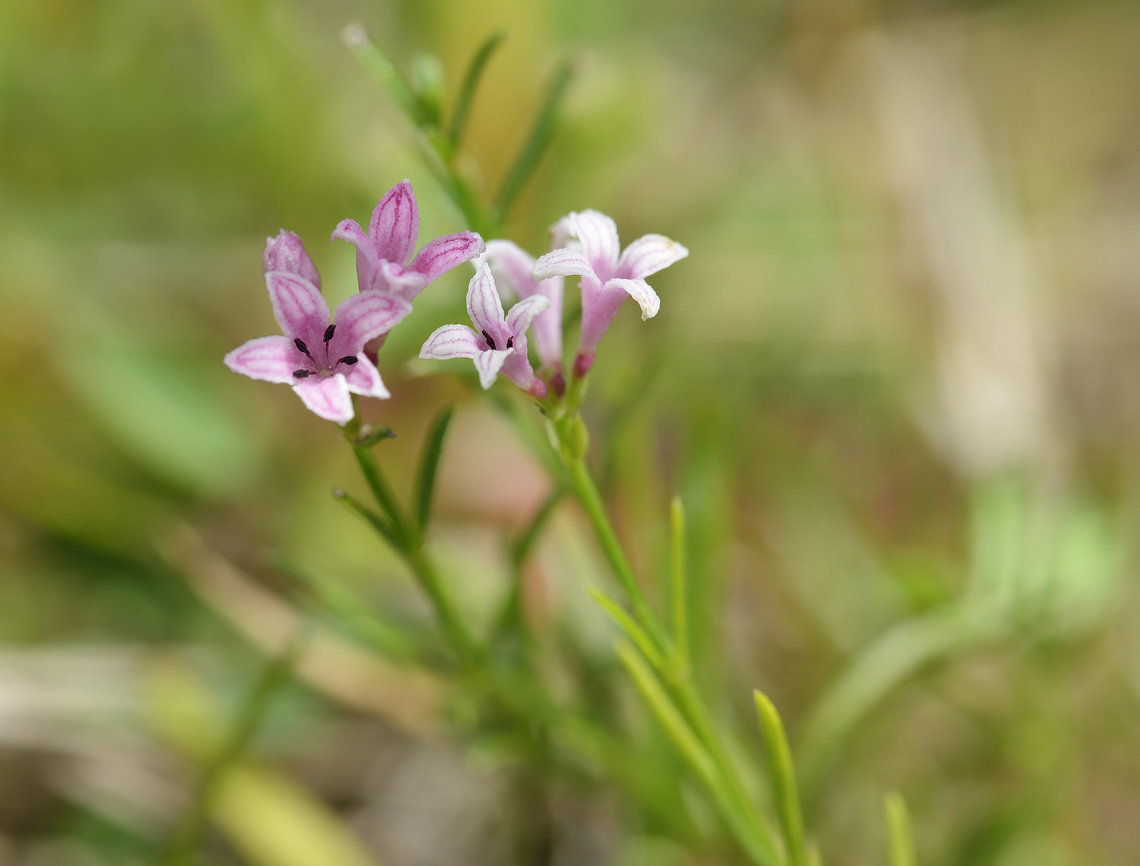Asperula woodruff