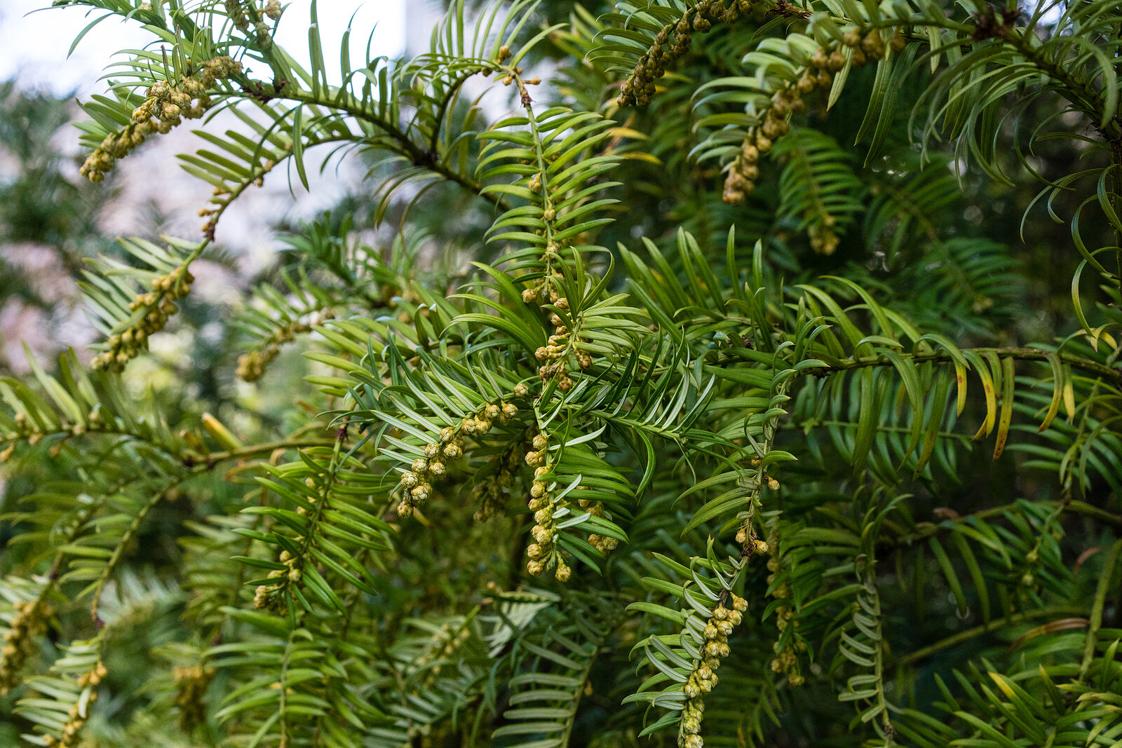 Cephalotaxus plum yew