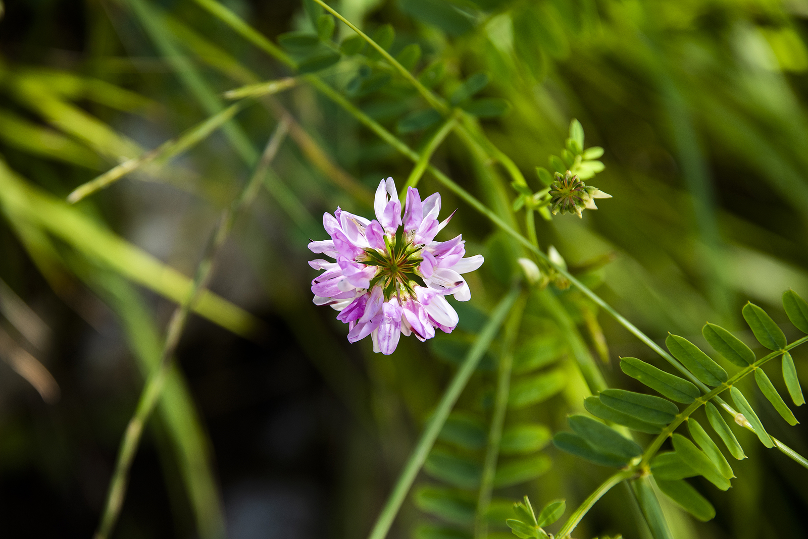 How to Grow Coronilla - Crown Vetch
