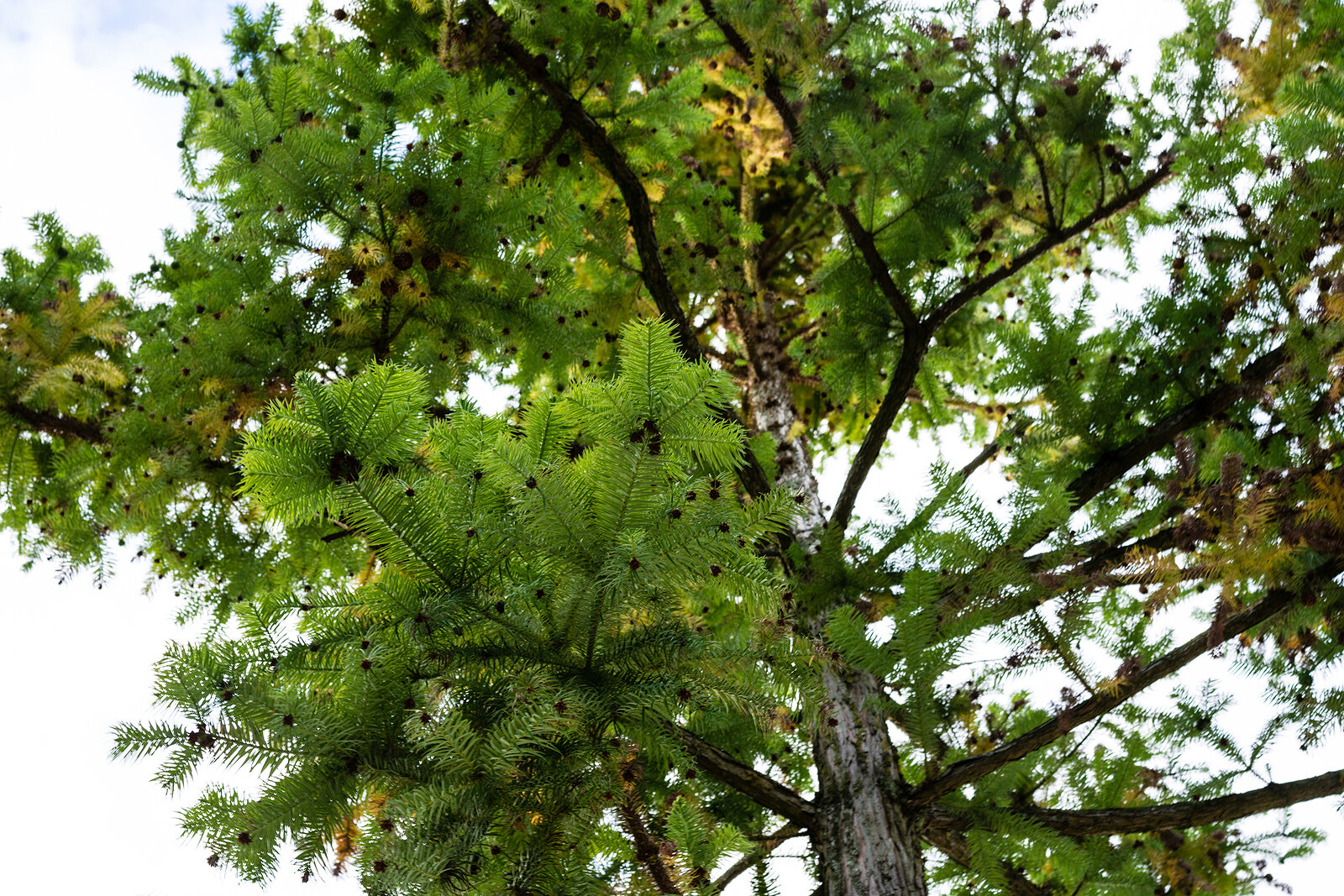 Cunninghamia