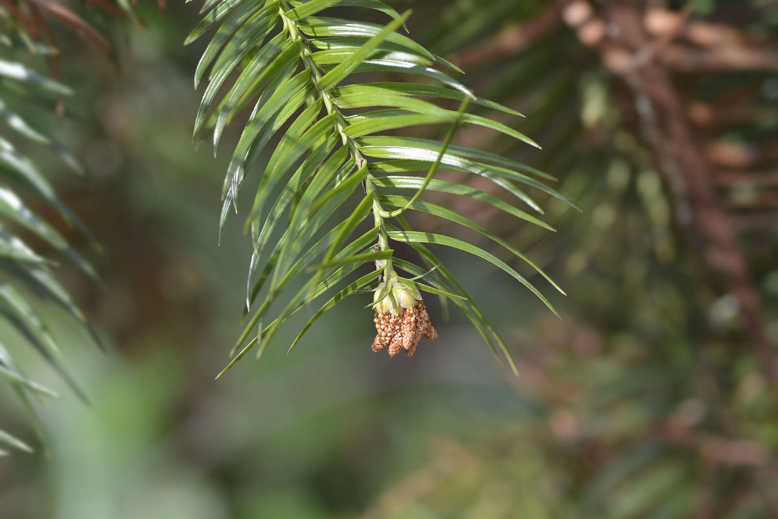 How to Grow Cunninghamia - China Fir - Harvest to Table