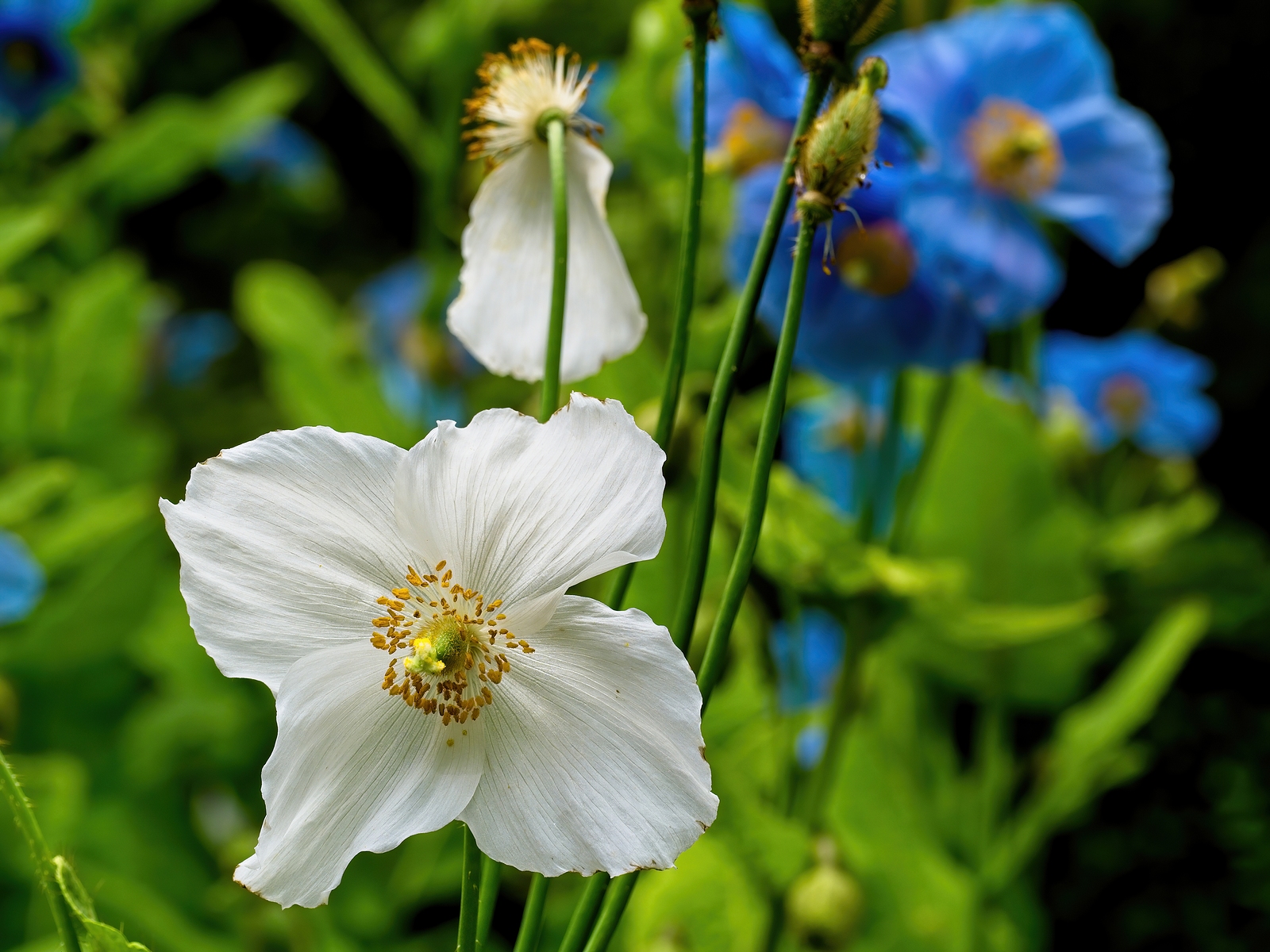 Meconopsis