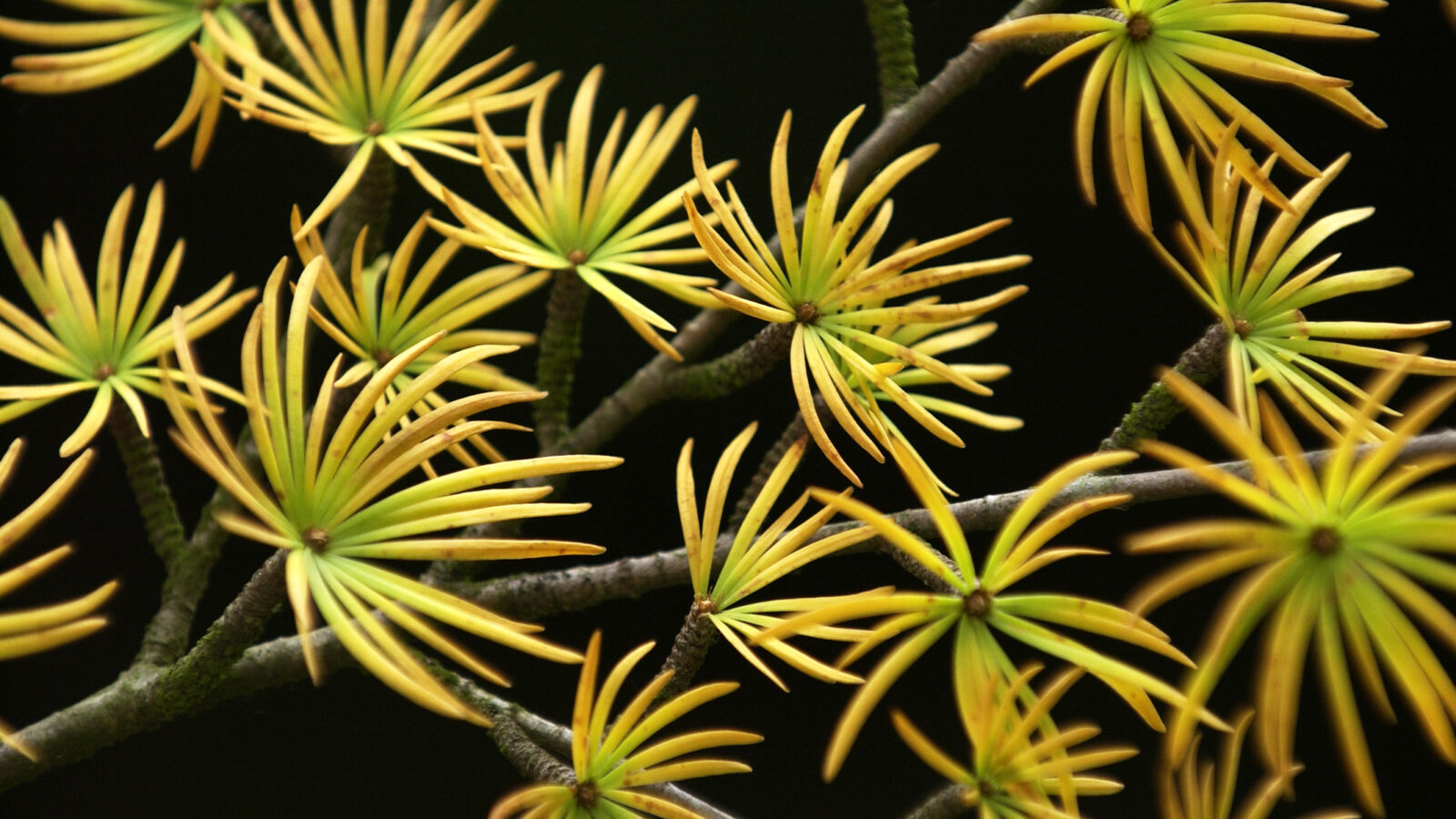 How to Grow Leptospermum - Tea Tree