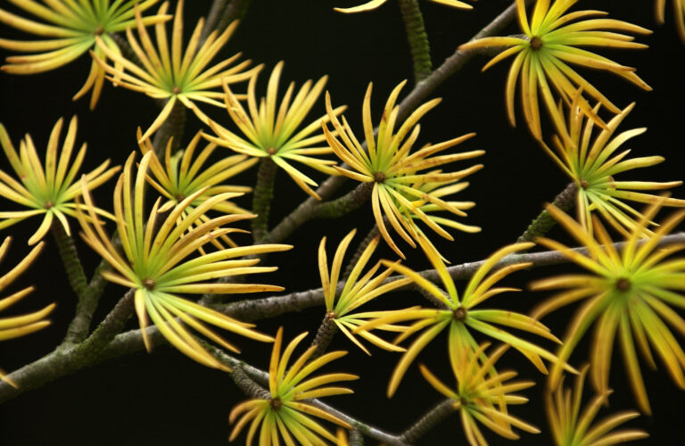 Pseudolarix golden larch branch