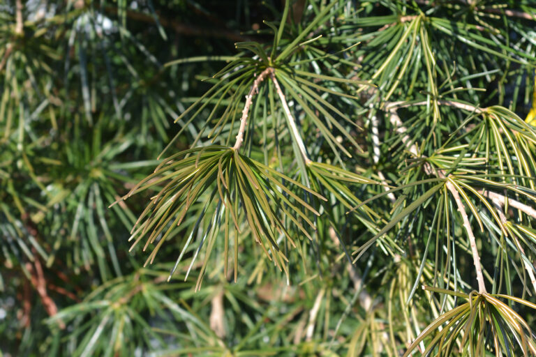 Japanese Umbrella Pine - Latin Name - Sciadopitys Verticillata