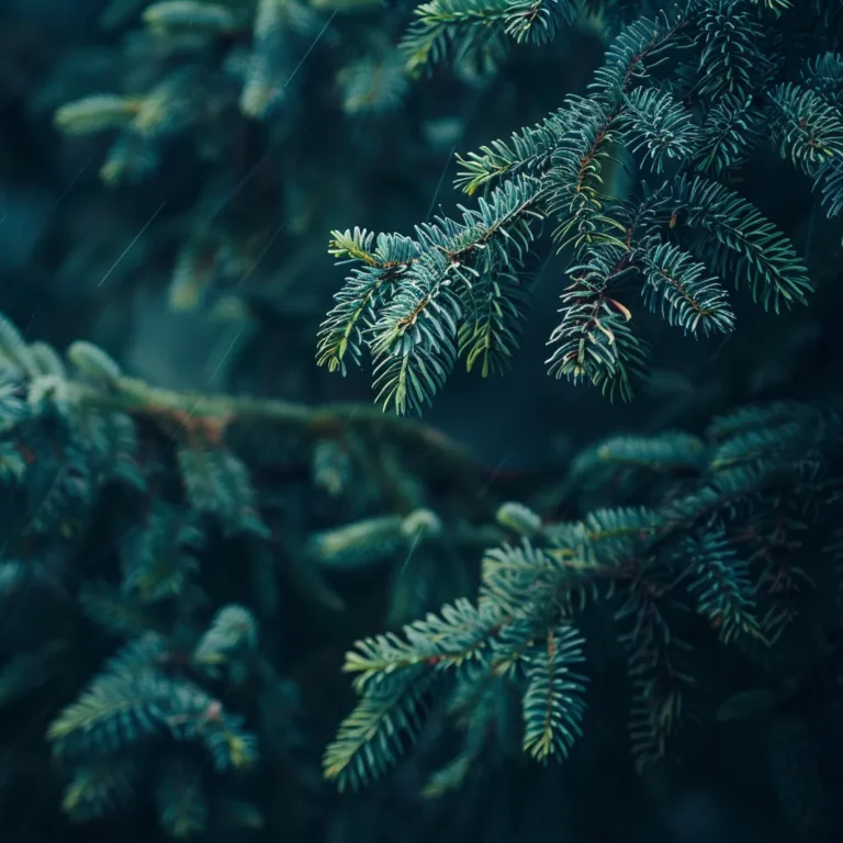Sequoidendron foliage
