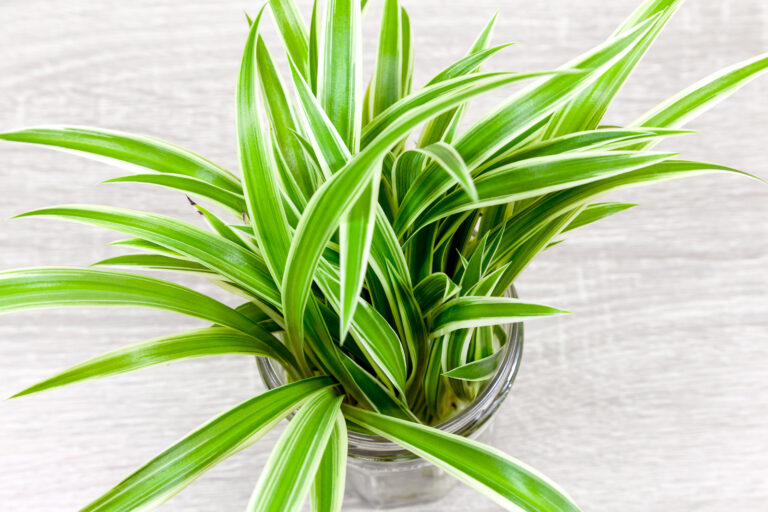 Spider plant