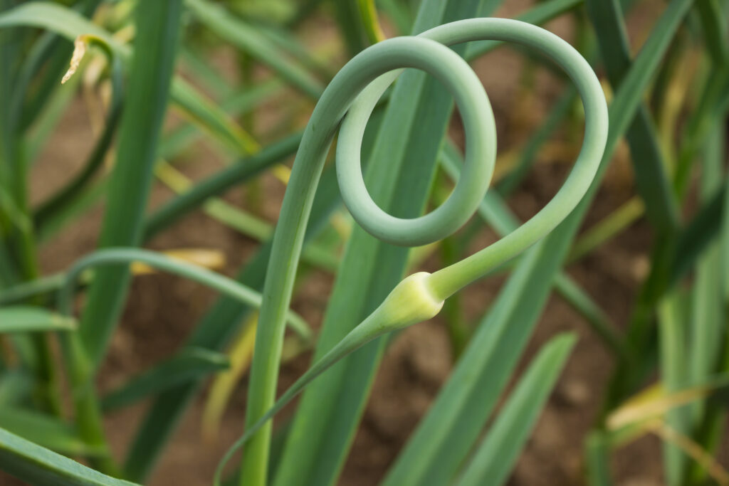 Garlic scape