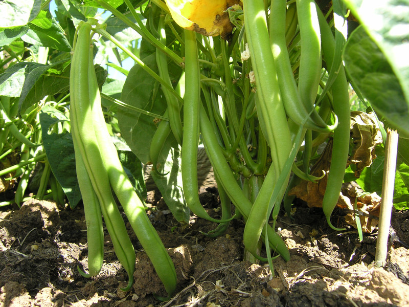 Snap beans at harvest time.