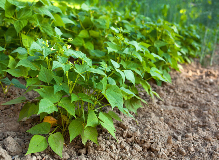 Bush snap beans growing on mounded bed.
