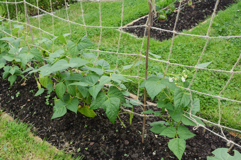 Beans growign on support early in season.