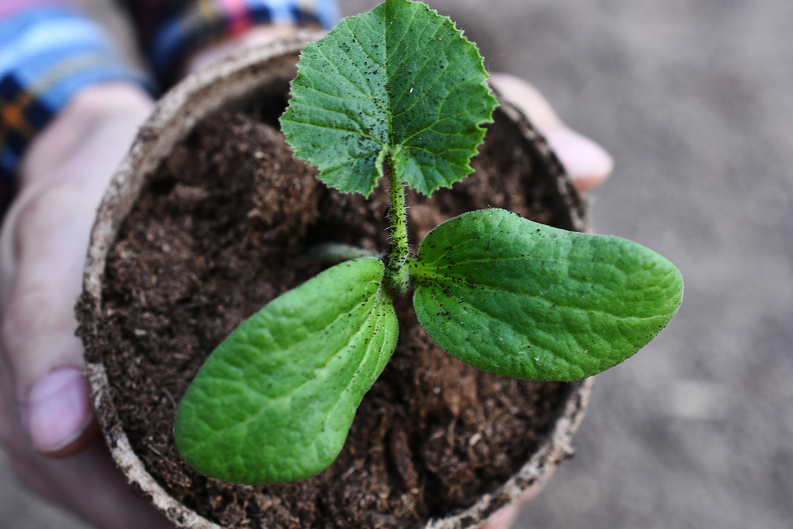 Squash growin in a patio pot